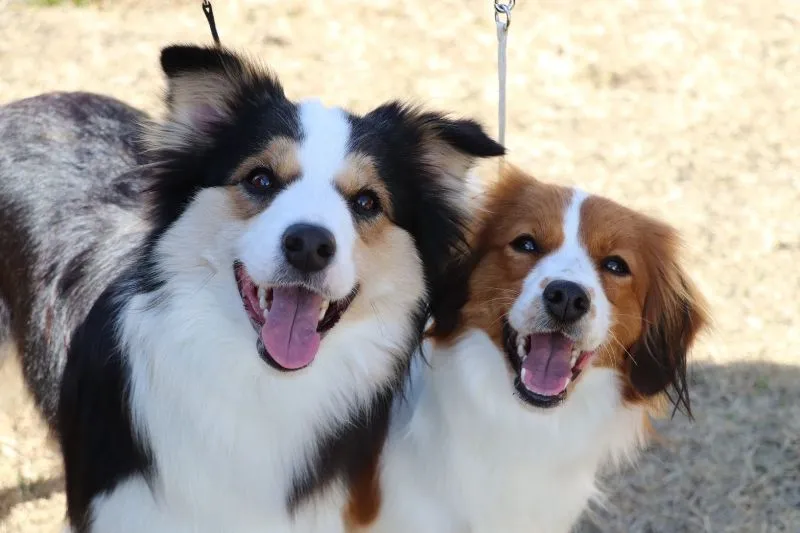 遺伝性疾患への取り組み