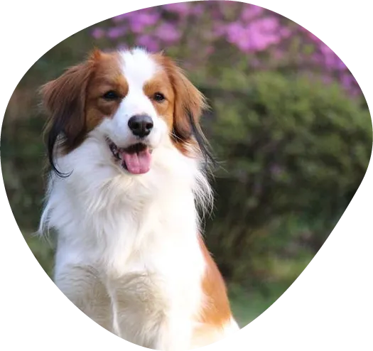 コーイケルホンディエ