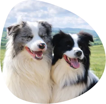 ボーダーコリー