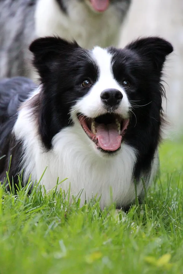 ボーダーコリー