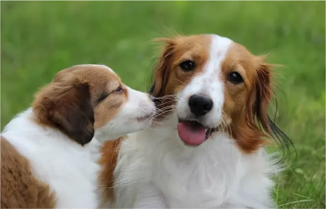 コーイケルホンディエ