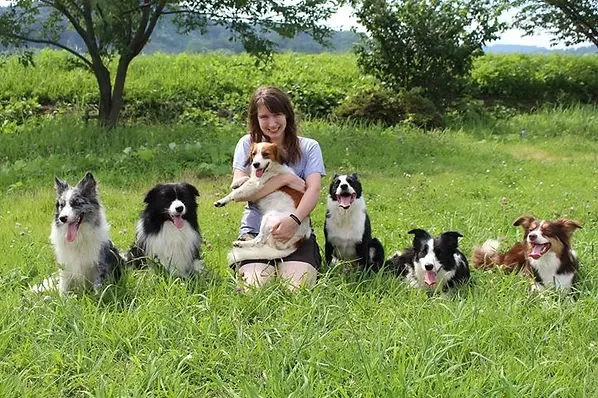 親犬たちを見る