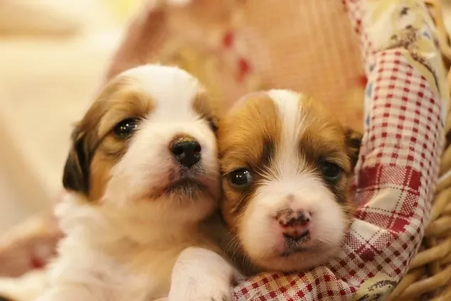 Yusha Kennel Puppies